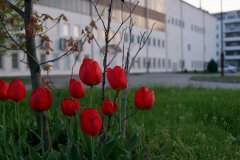DSC08838.JPG